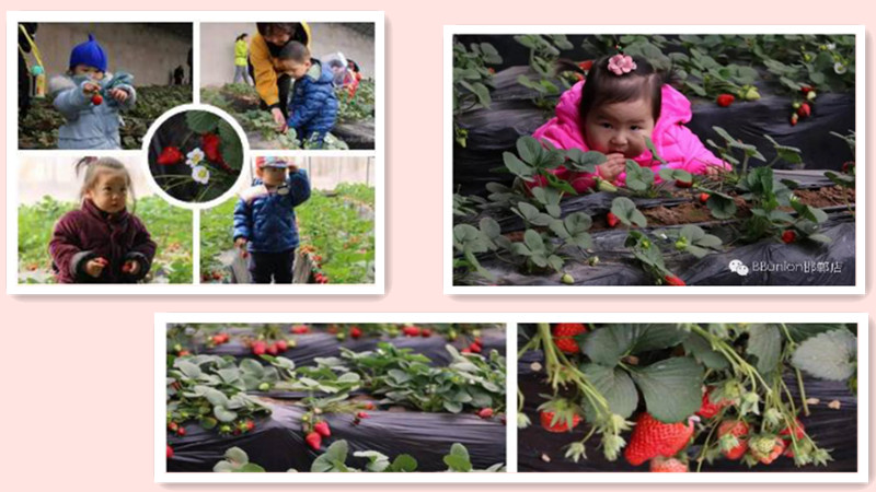 BBunion国际早教邯郸中心活动花絮：草莓熟了，宝贝们采摘去喽