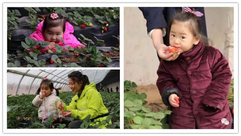 BBunion国际早教邯郸中心活动花絮：草莓熟了，宝贝们采摘去喽